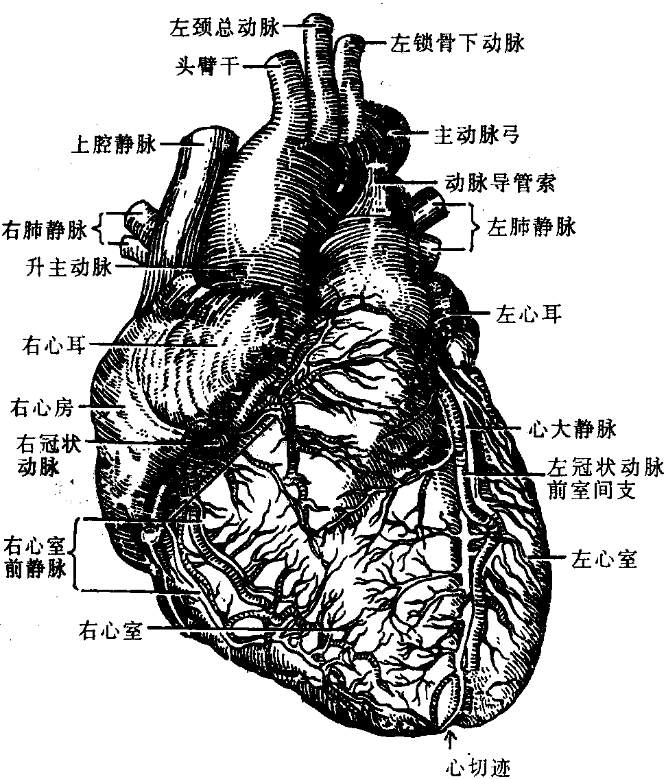 图121 心脏(前面)